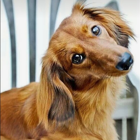 🌟Dachshund Pals Wall Art - Picture 15 of 16